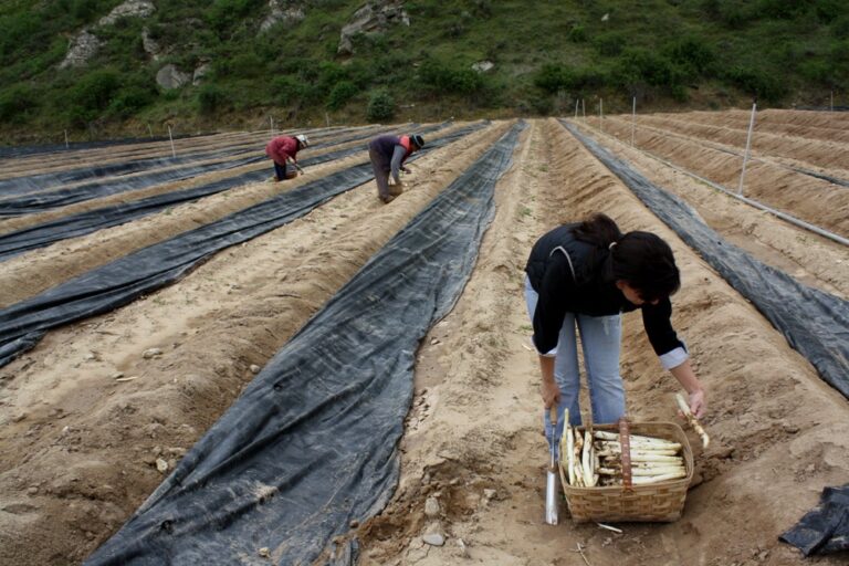 LAB eta SAT sindikatuek estaldura soziala eskatu diote Nafarroako Gobernuari, nafar landako kanpainetan lanik gabe geratzen diren jornalarientzat